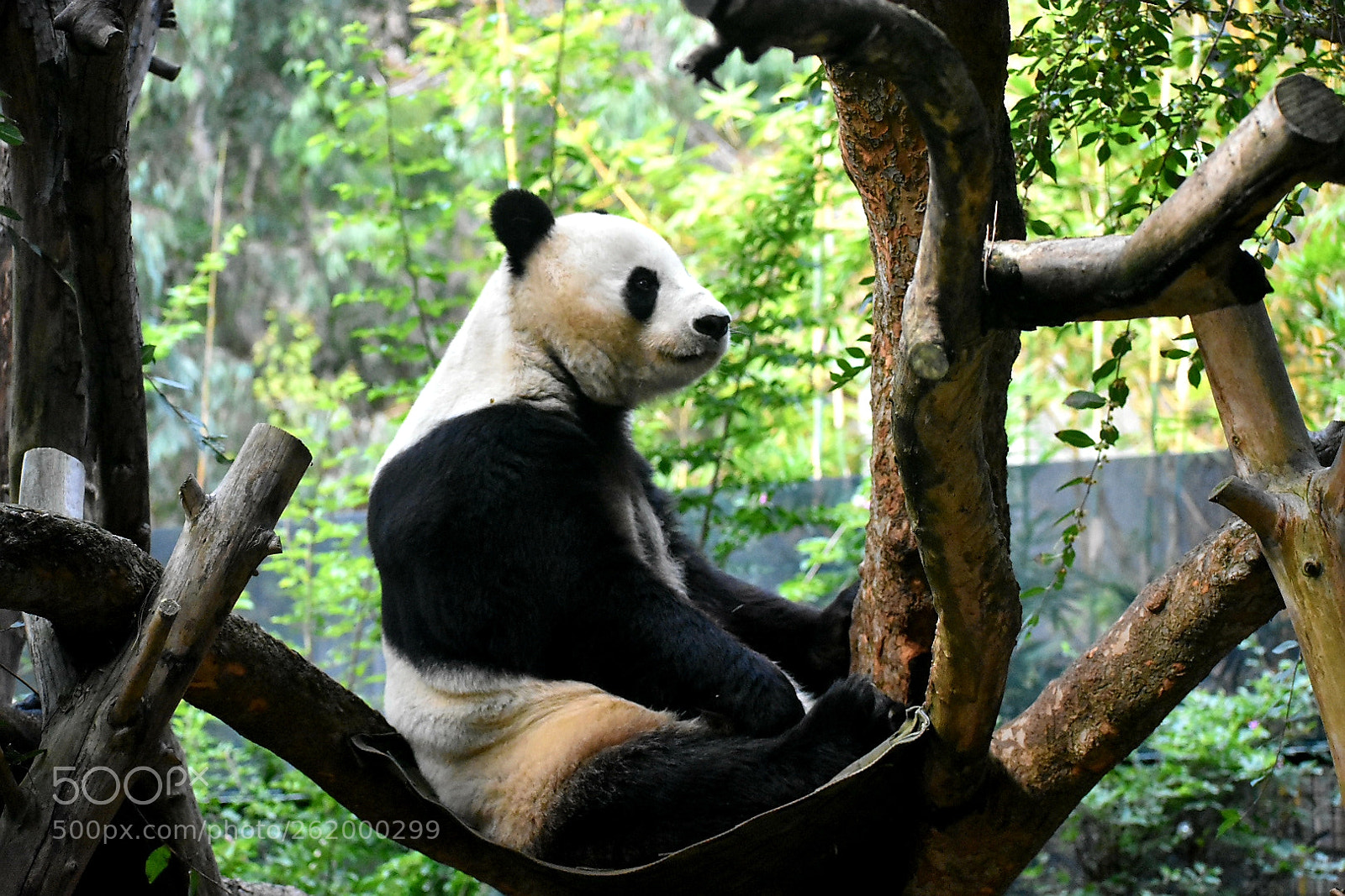 Nikon D3400 sample photo. Panda watch photography