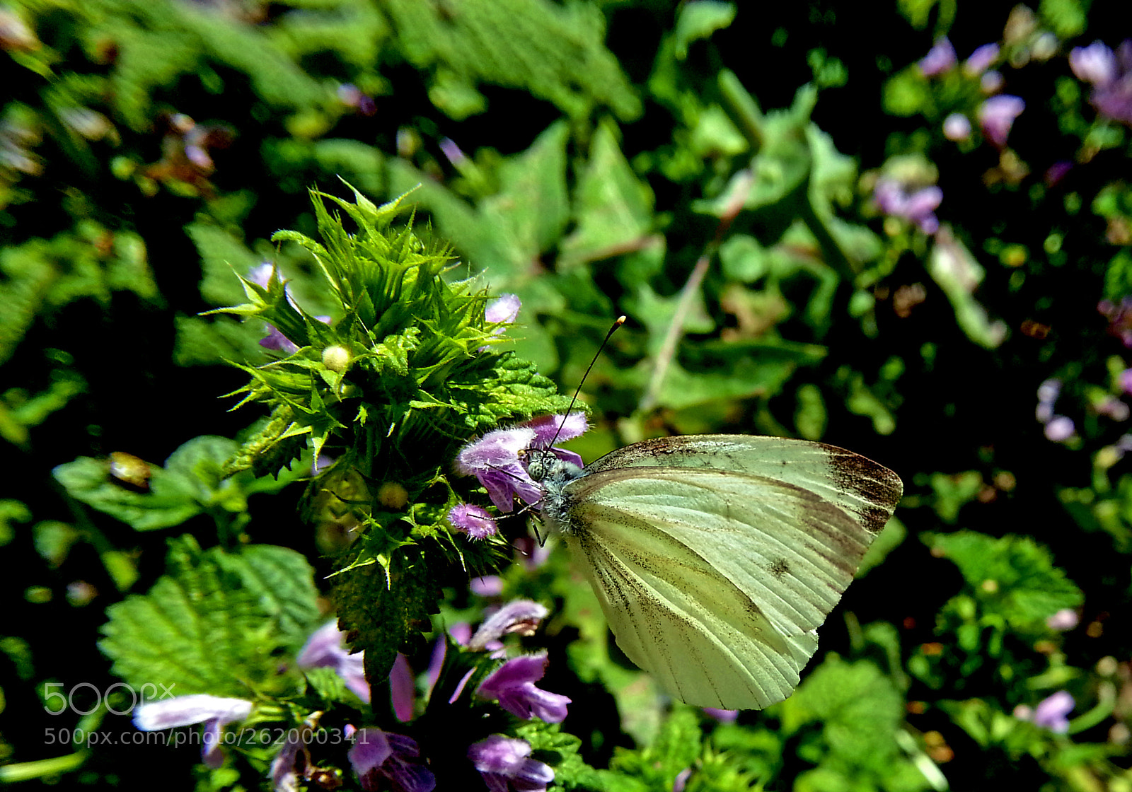 Samsung Galaxy Note2 sample photo. Flower + butterfly photography