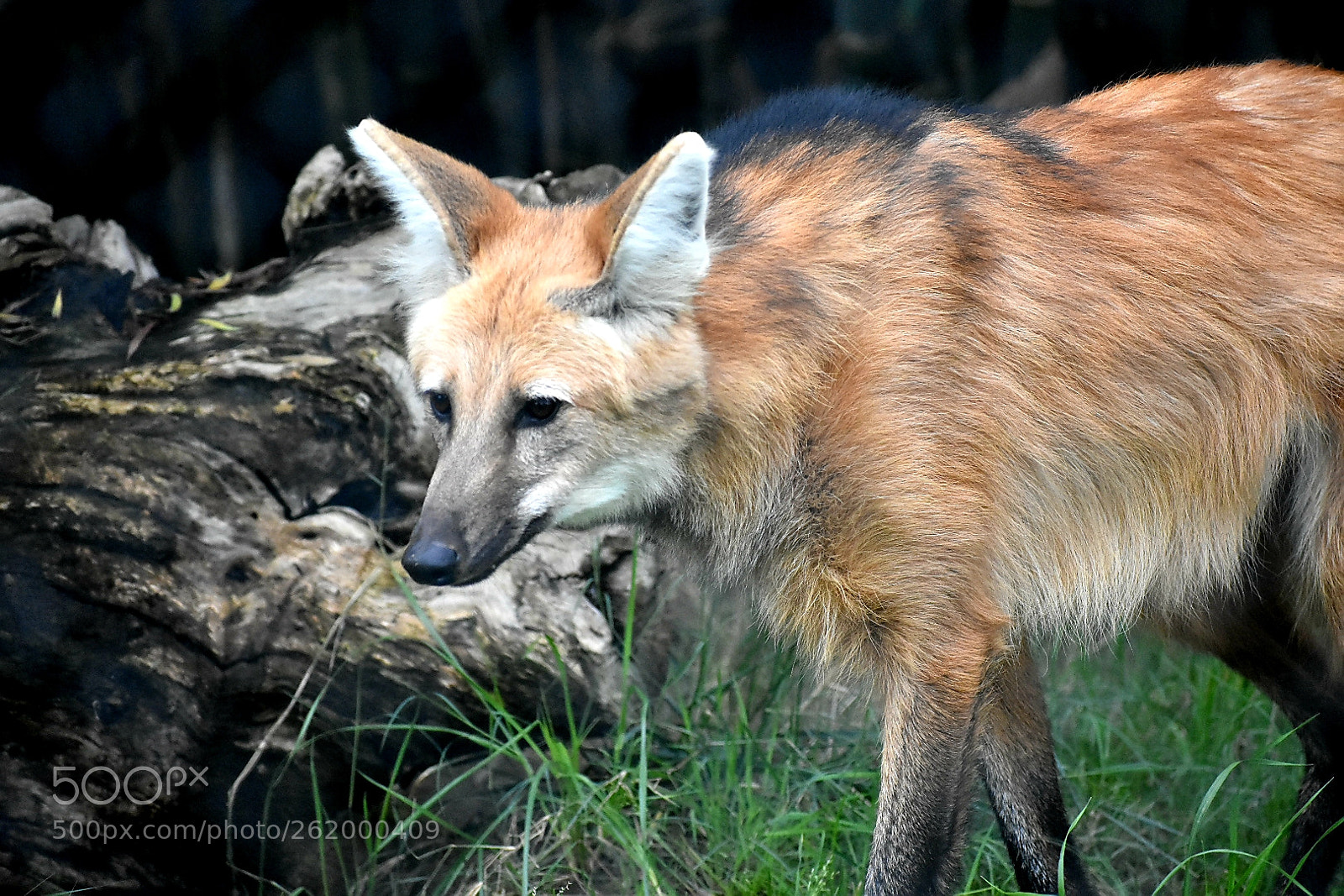 Nikon D3400 sample photo. The fox photography