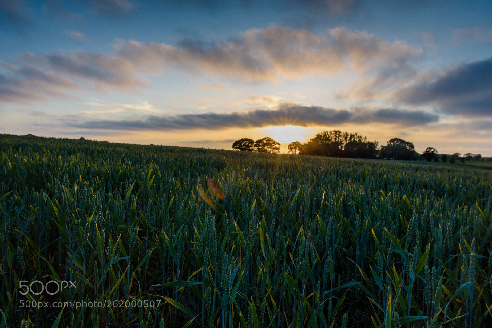 Nikon D750 sample photo. Sunburst photography