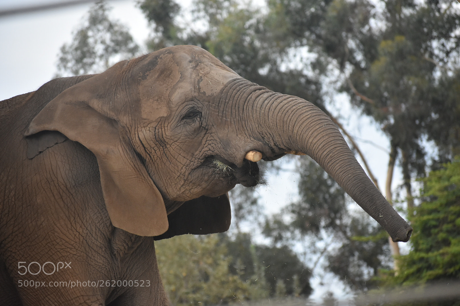 Nikon D3400 sample photo. Elephants photography