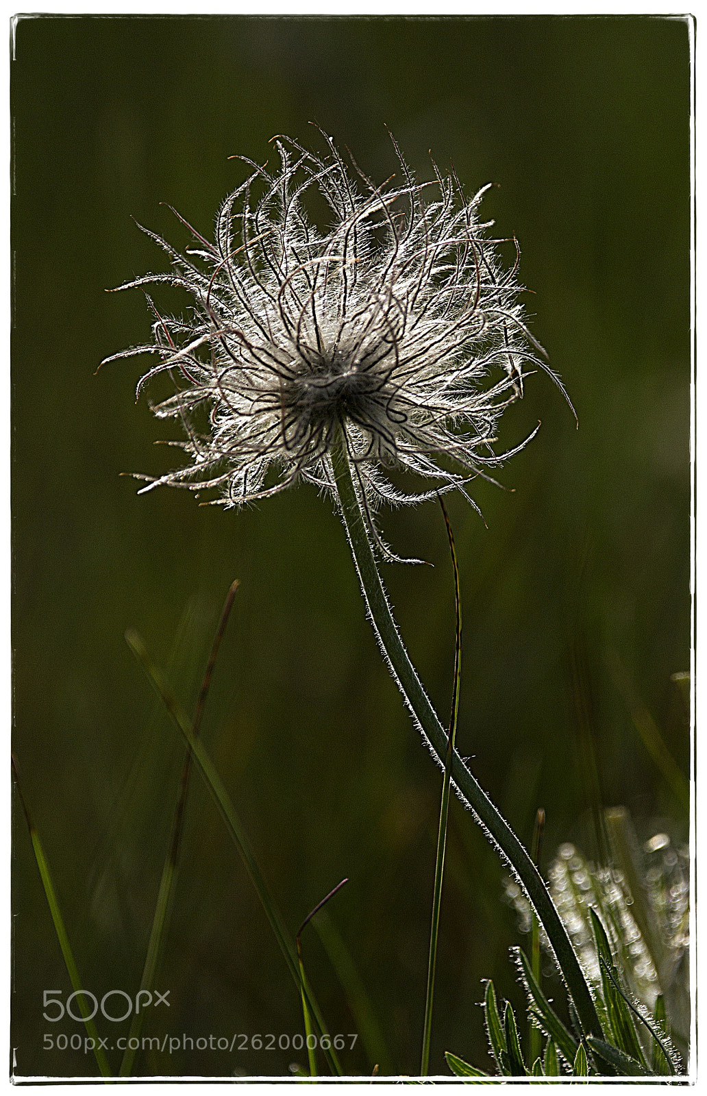 Canon EOS 7D sample photo. Fuzzy flower. photography
