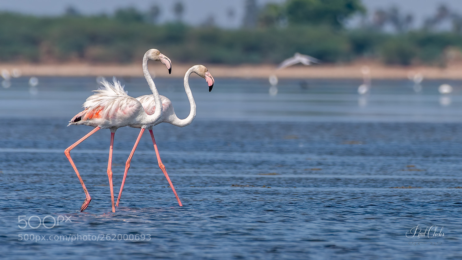 Nikon D500 sample photo. Greater flamingos photography