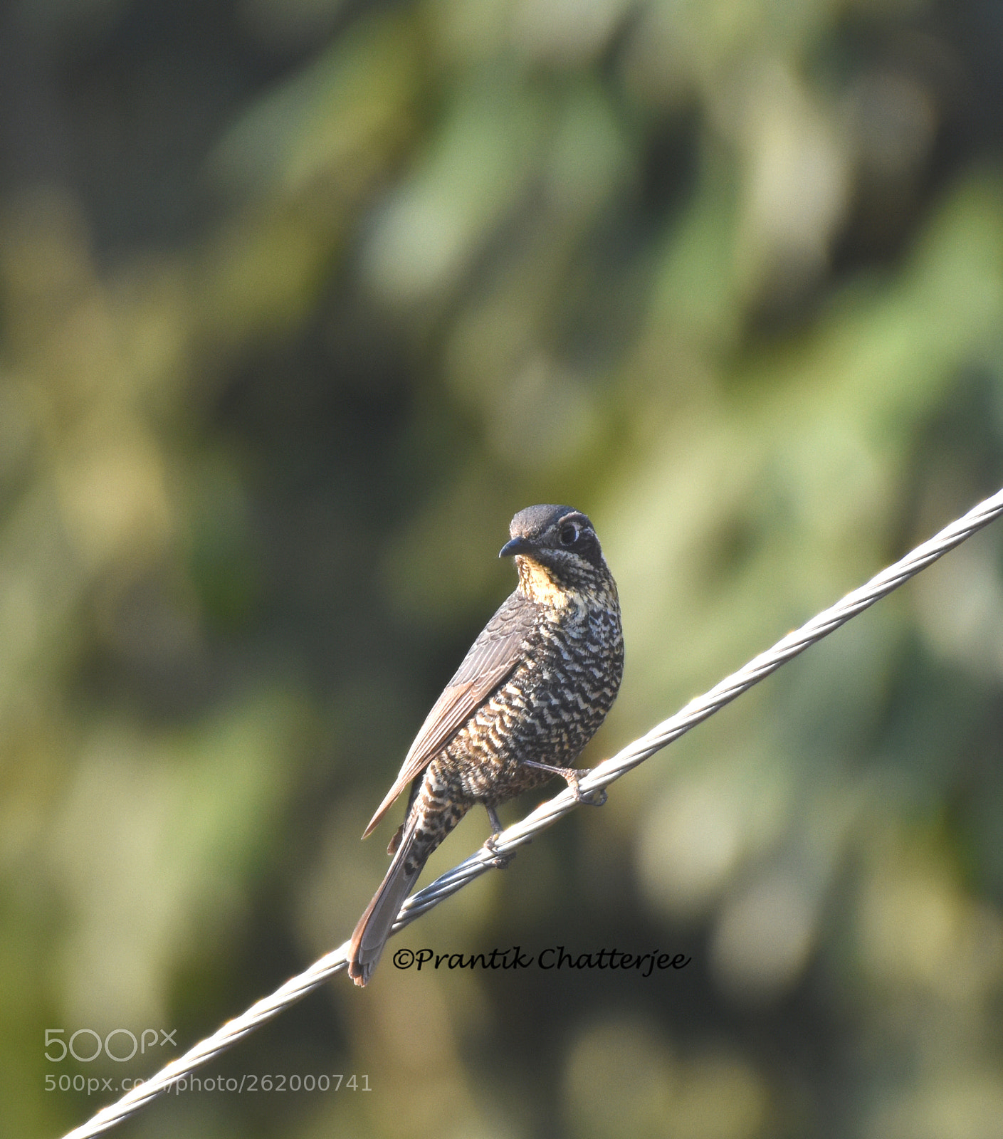 Nikon D7200 sample photo. Chestnut bellied rock thrush photography