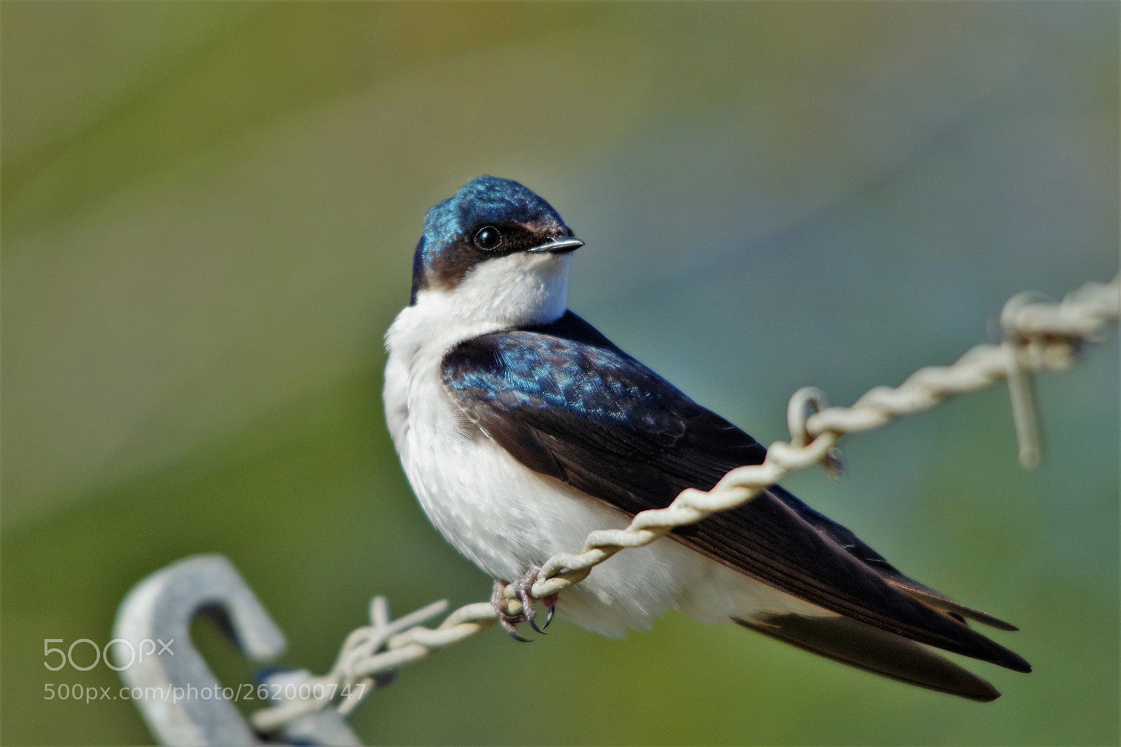 Sigma 150-500mm F5-6.3 DG OS HSM sample photo. Untitled photography
