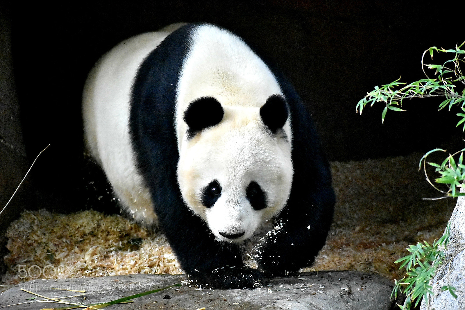 Nikon D3400 sample photo. Panda express photography