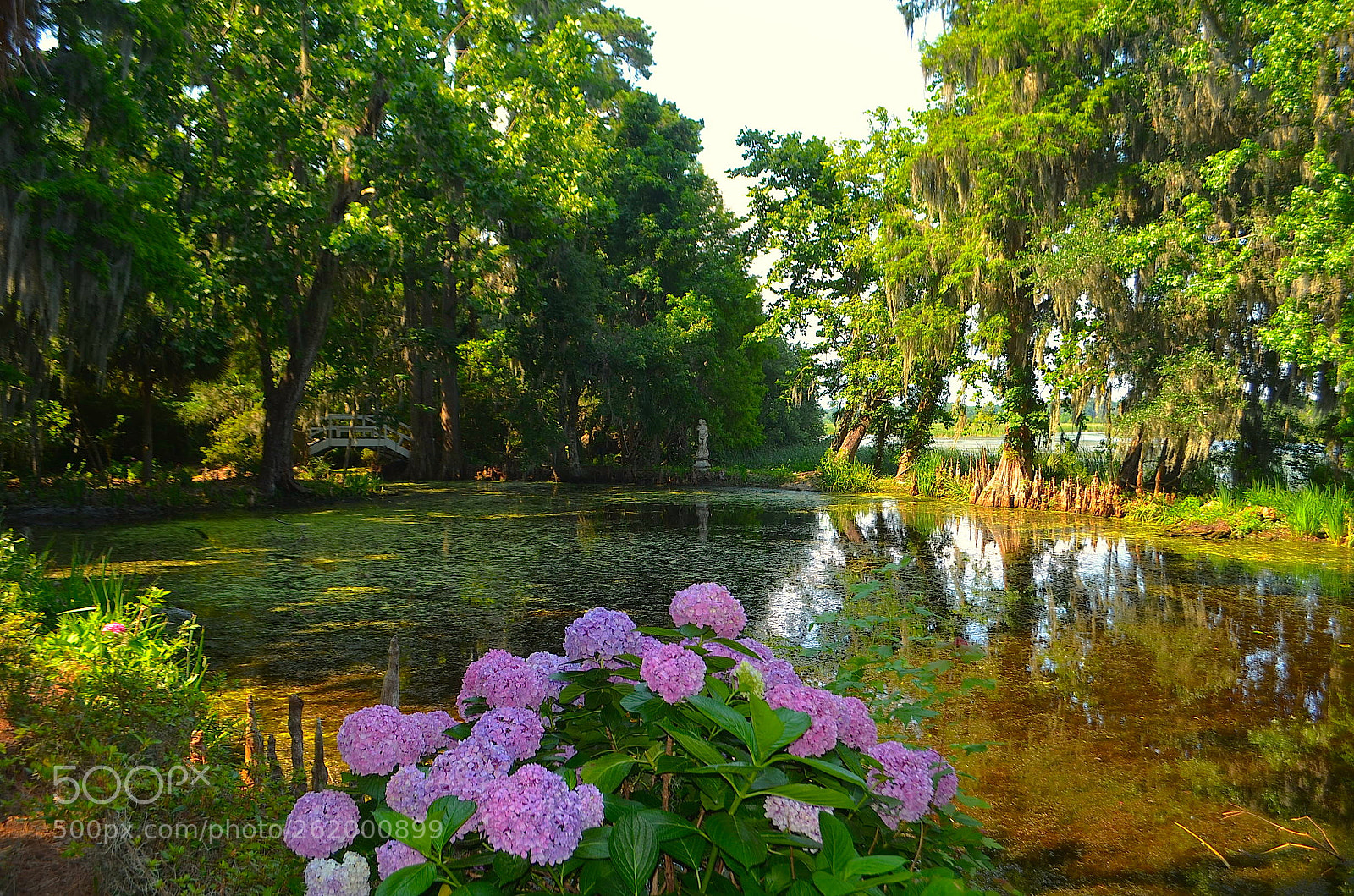 Nikon D5100 sample photo. Magnolia gardens, charleston, sc photography