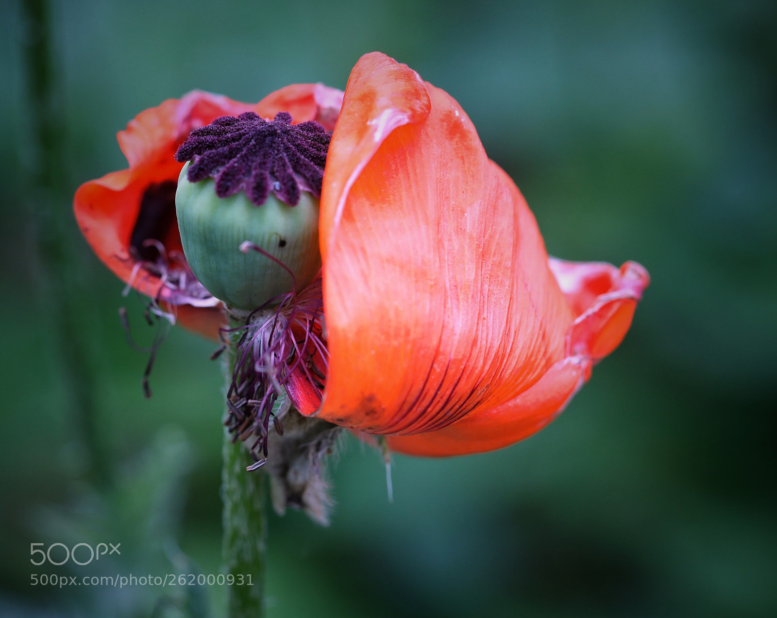 Canon EOS 5D Mark IV sample photo. Untitled photography