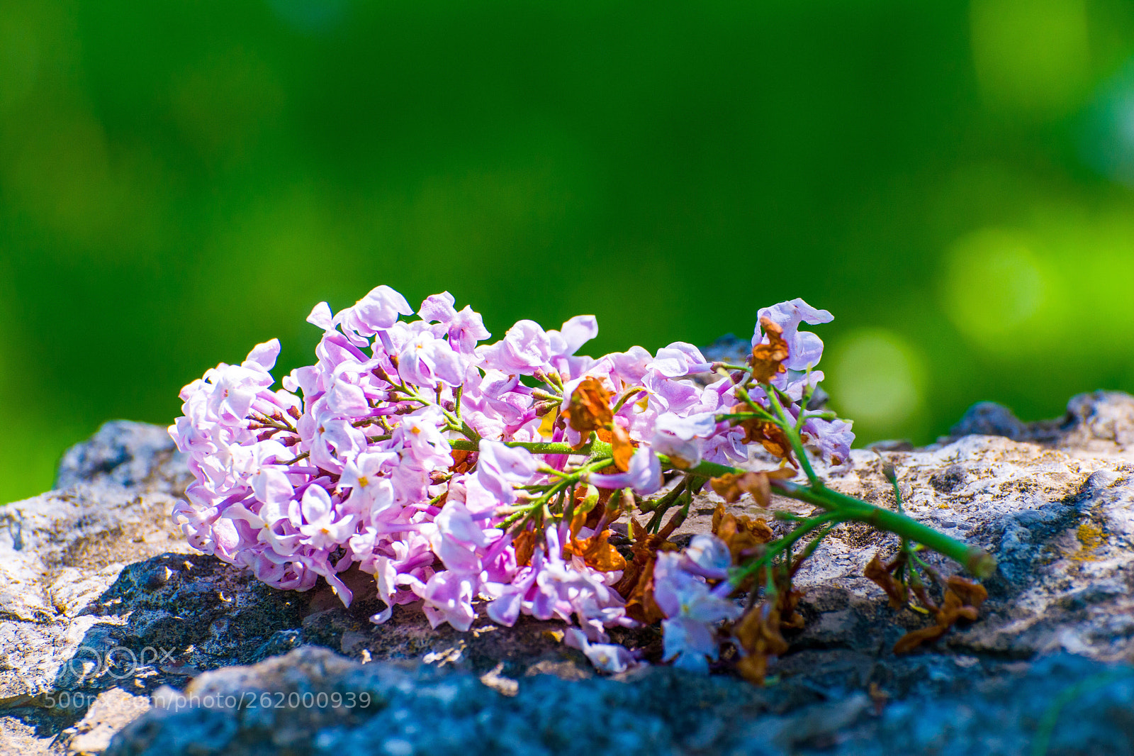 Nikon D5300 sample photo. Spring flowers  photography