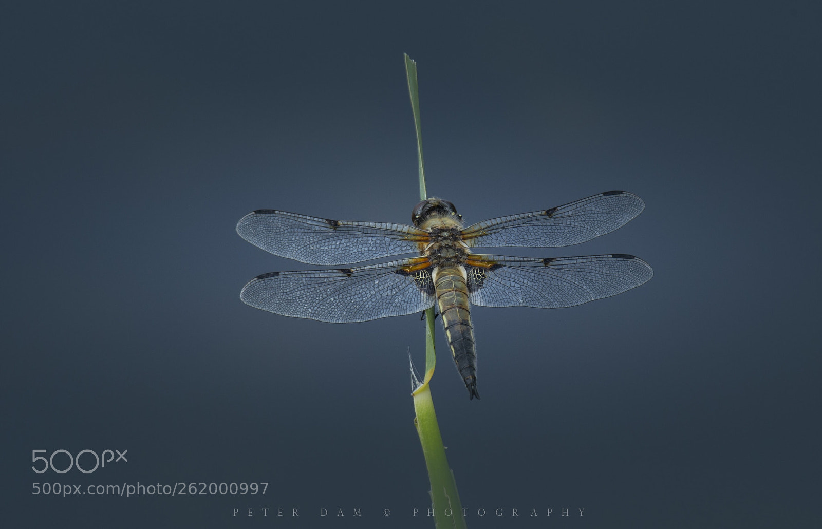 Canon EOS-1D X sample photo. The four-spotted chaser photography