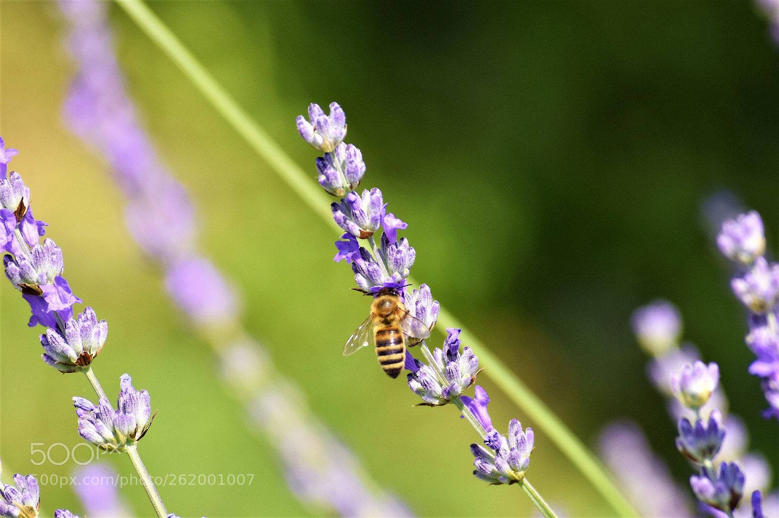 Nikon D3300 sample photo. Pčela photography