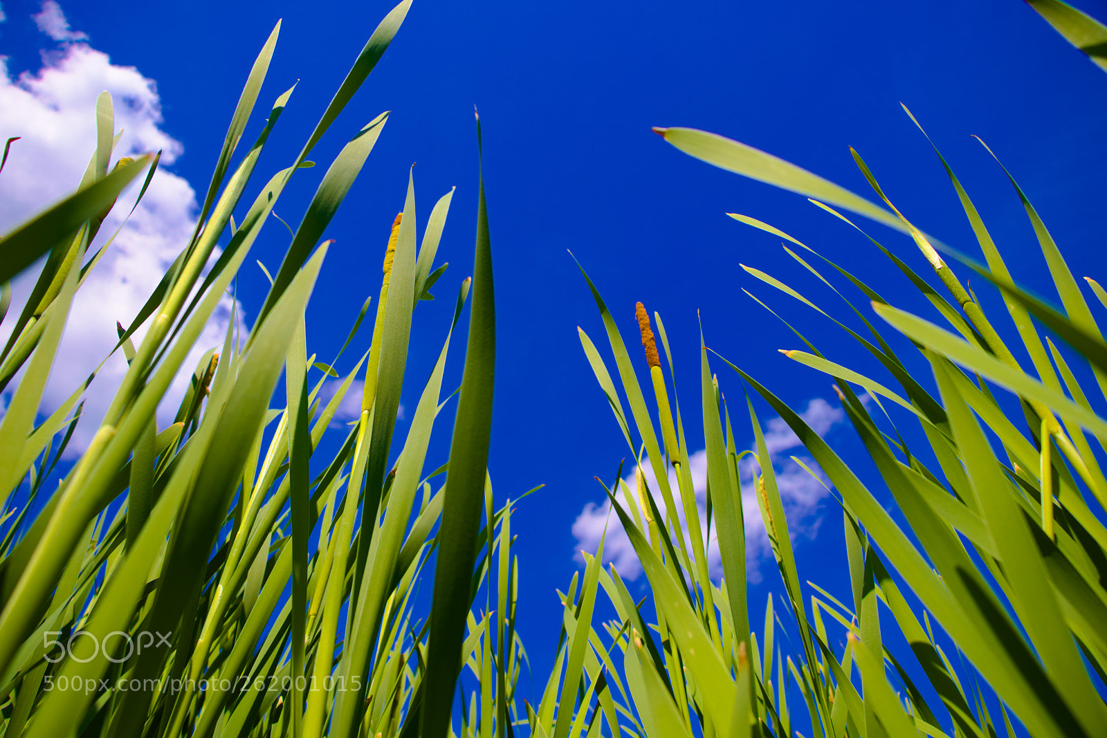 Canon EOS 80D sample photo. Cattail reaching to the photography