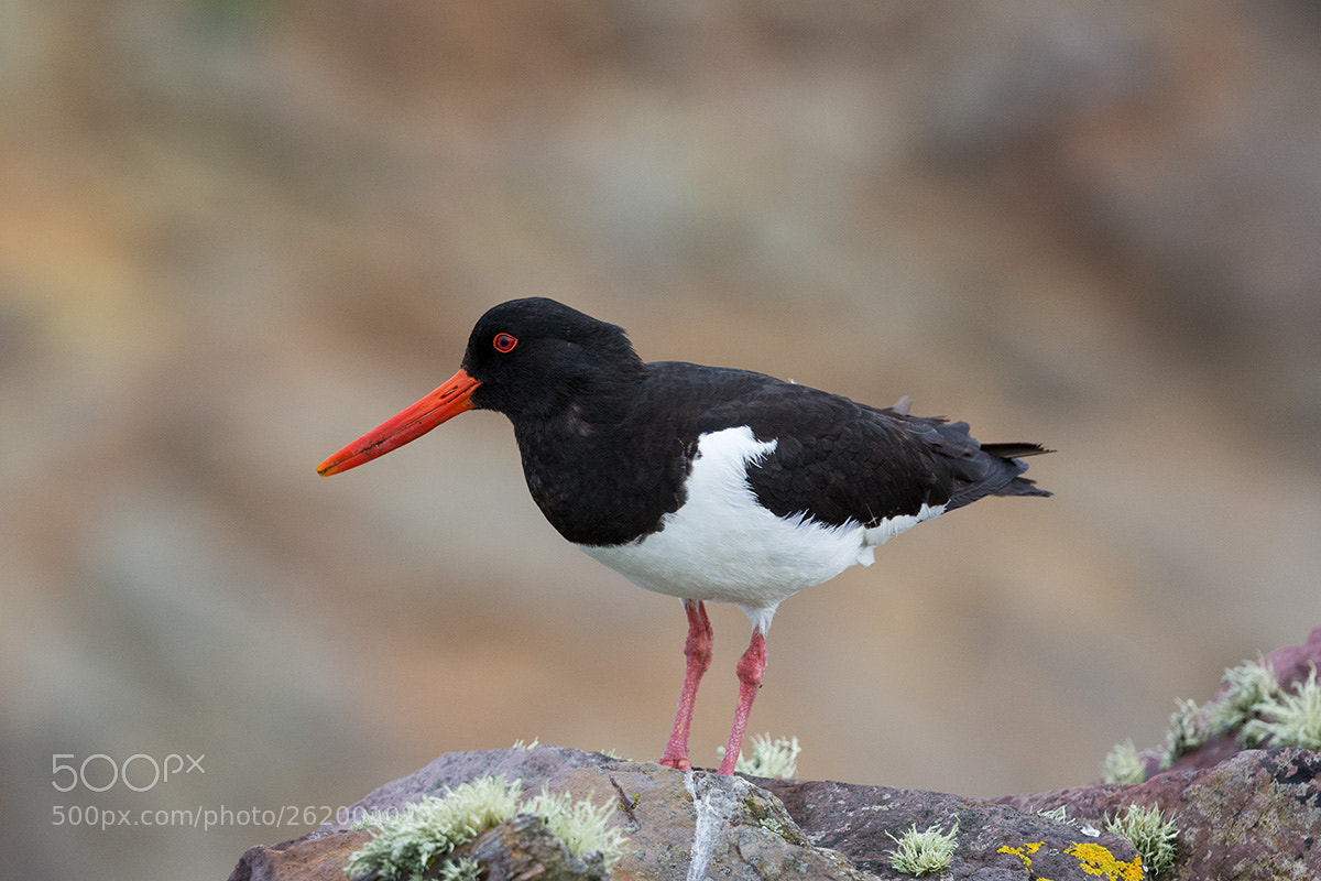 Nikon D7200 sample photo. Oyster catcher photography