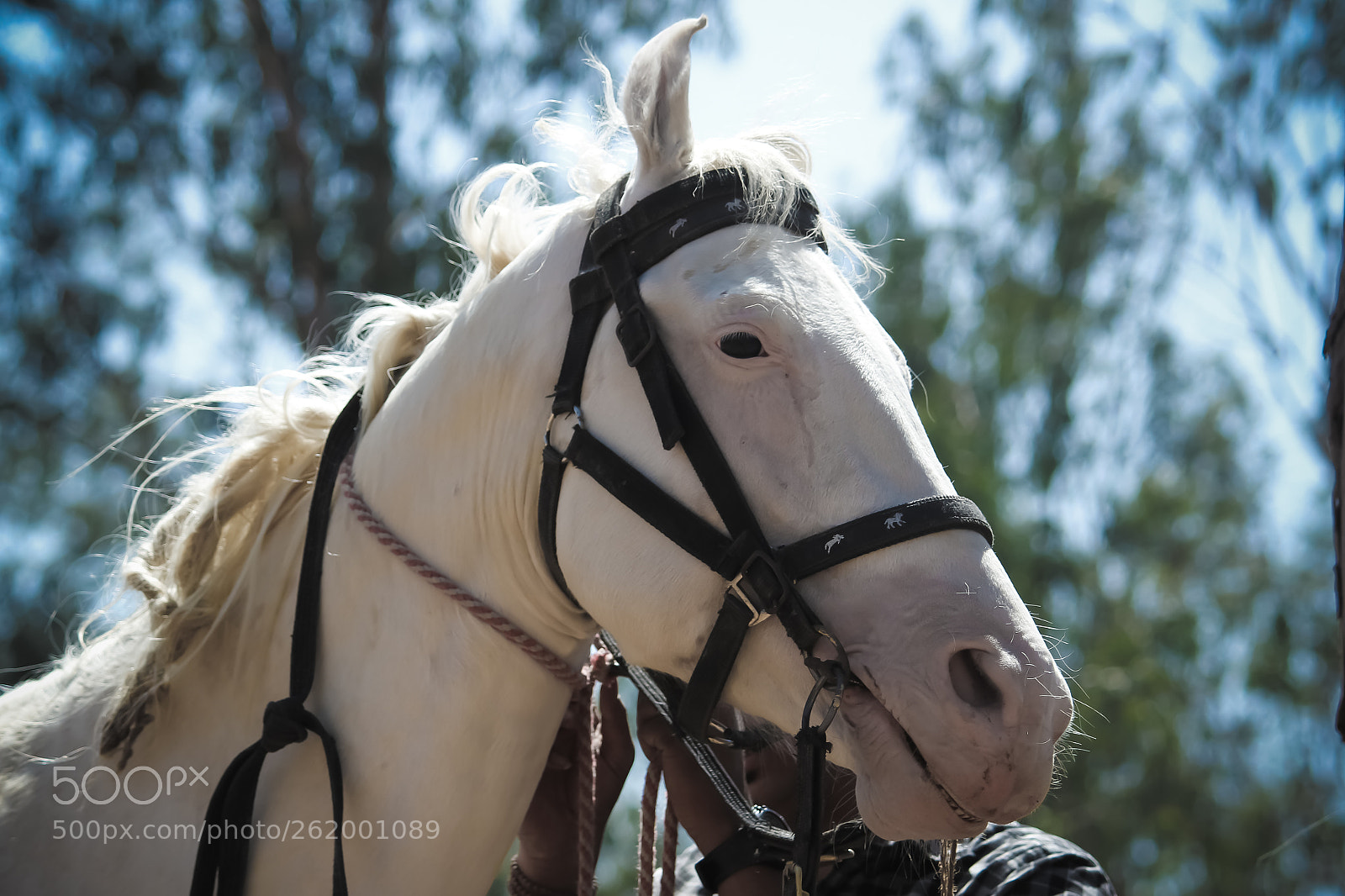 Canon EOS 1200D (EOS Rebel T5 / EOS Kiss X70 / EOS Hi) sample photo. Horse photography