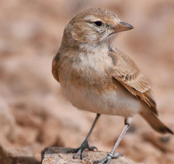 Canon EOS-1D Mark II sample photo. Allodola del deserto minore photography