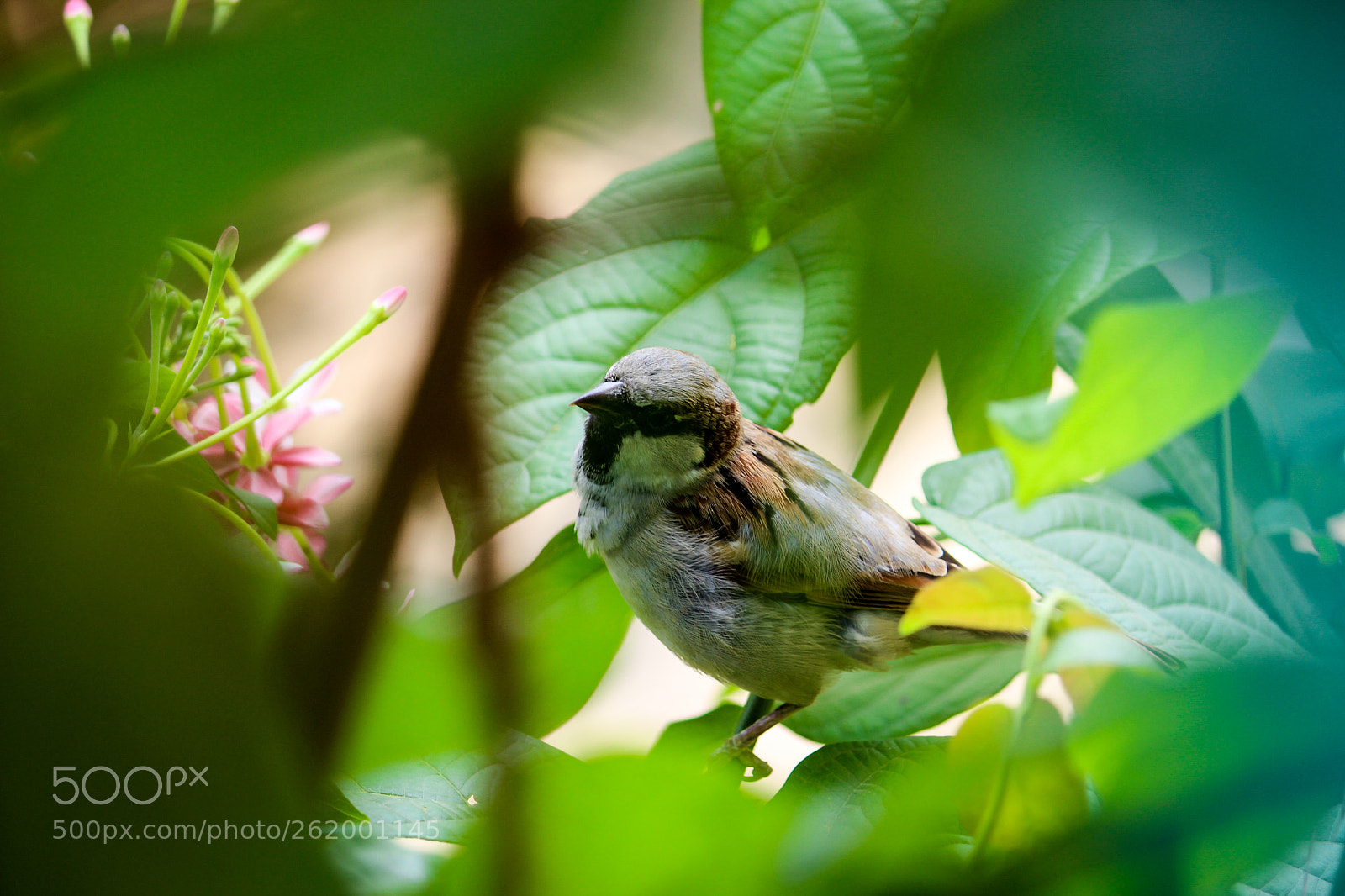 Canon EOS 1200D (EOS Rebel T5 / EOS Kiss X70 / EOS Hi) sample photo. Sparrow in greenery nature photography