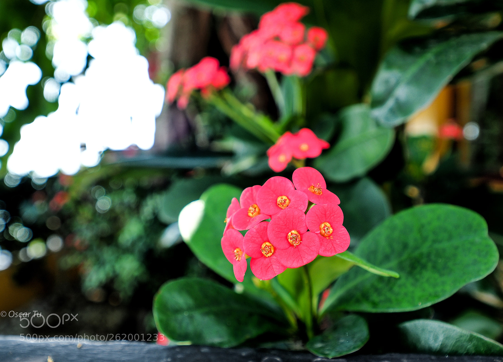 Olympus OM-D E-M1 Mark II sample photo. Untitled photography