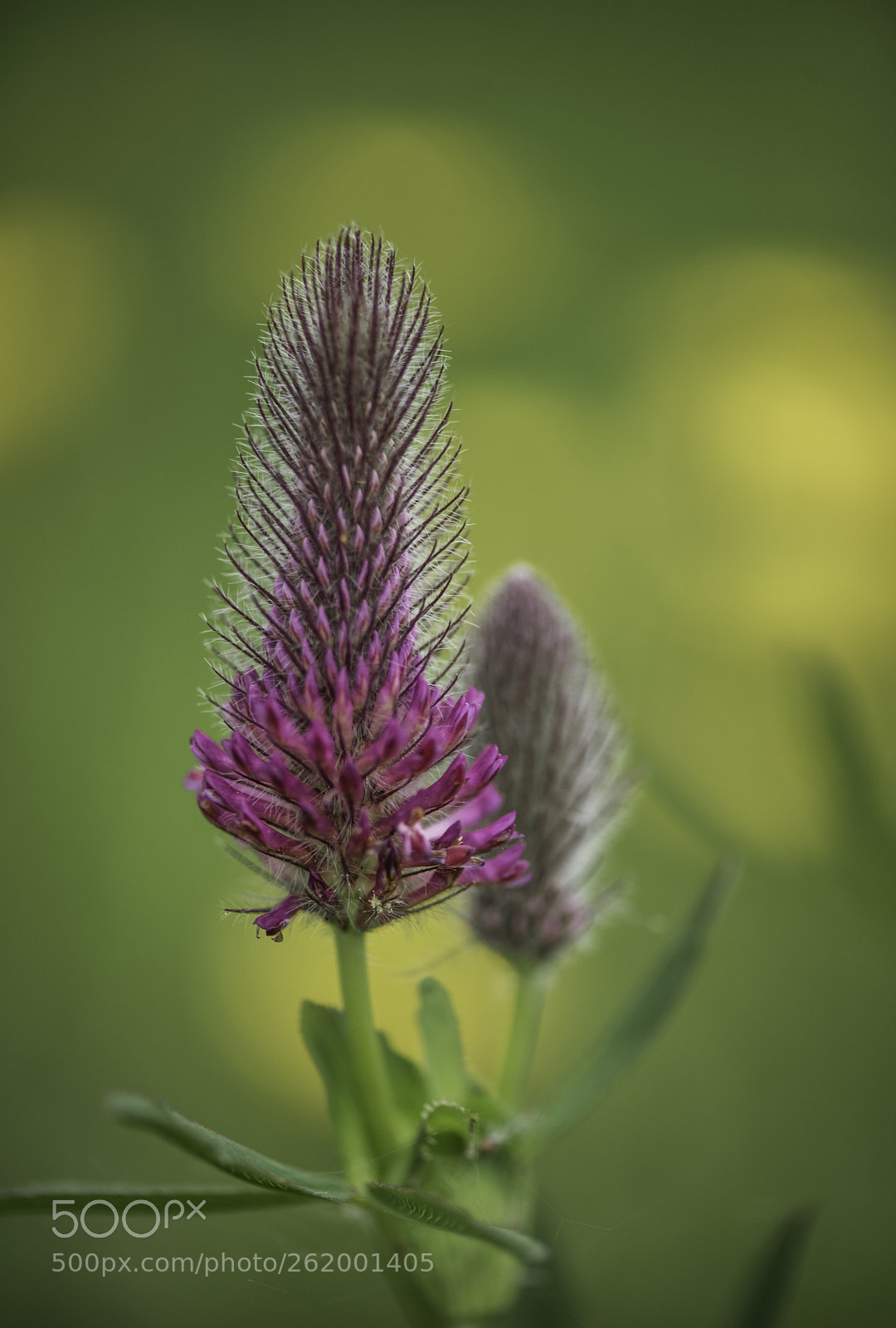 Nikon D750 sample photo. Trifolium rubens photography