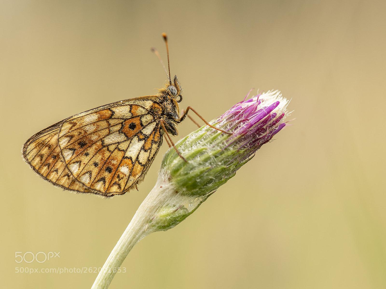Nikon D750 sample photo. Small pearl-bordered fritillary photography