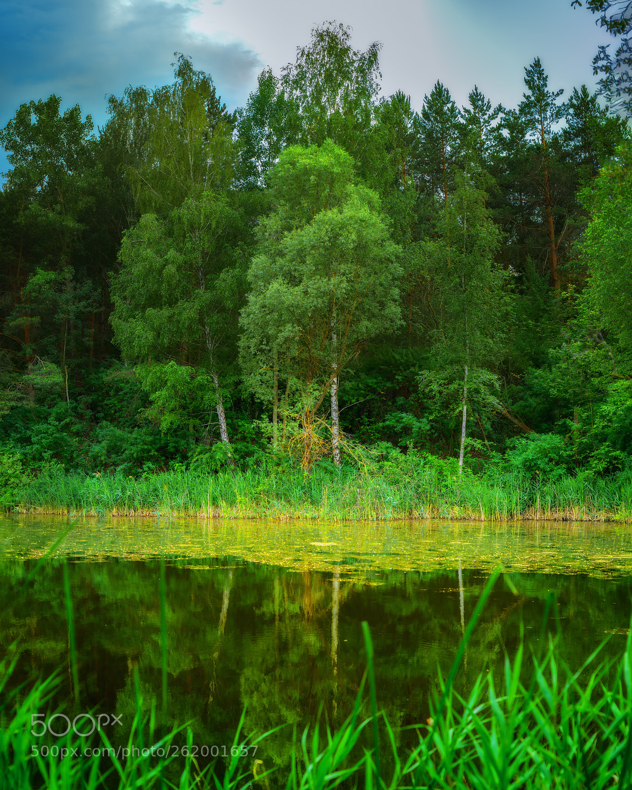 Nikon D800E sample photo. A fabulous pond photography