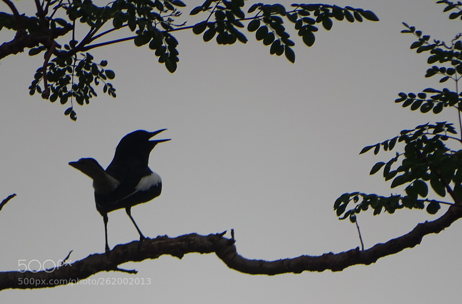Sony Cyber-shot DSC-HX400V sample photo. Beauty of nature photography