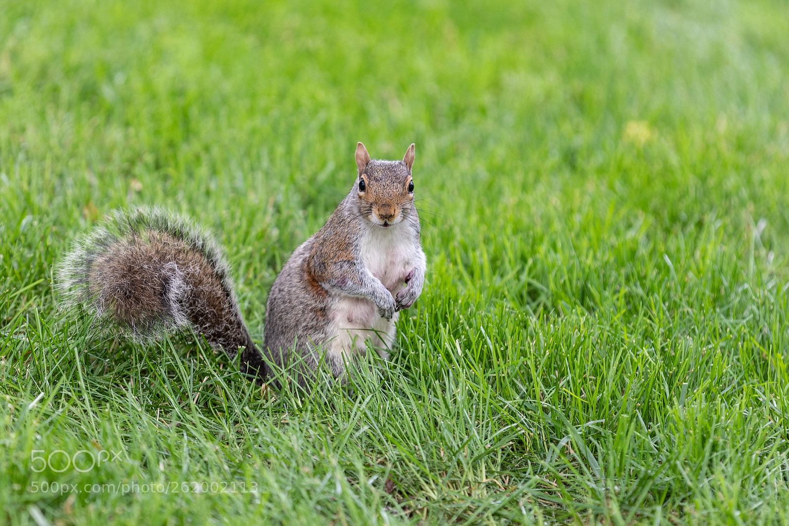 Canon EOS 5D Mark IV sample photo. Squirrel photography
