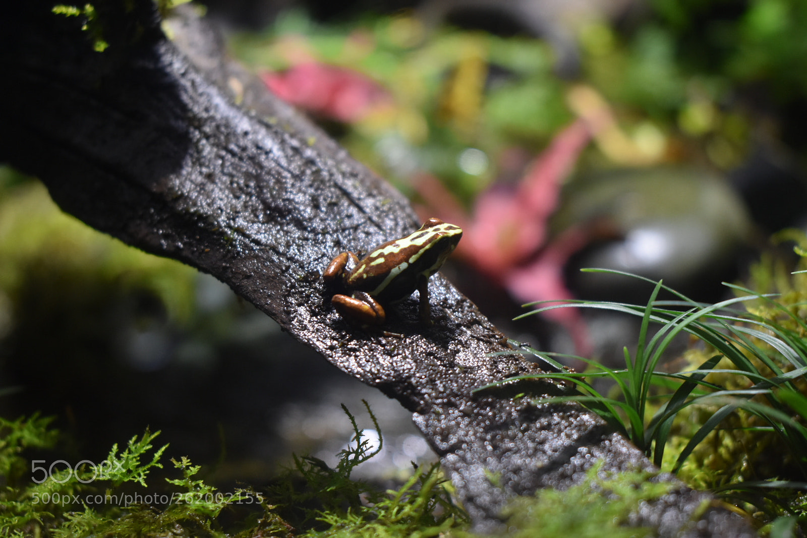 Nikon D3400 sample photo. Posion photography