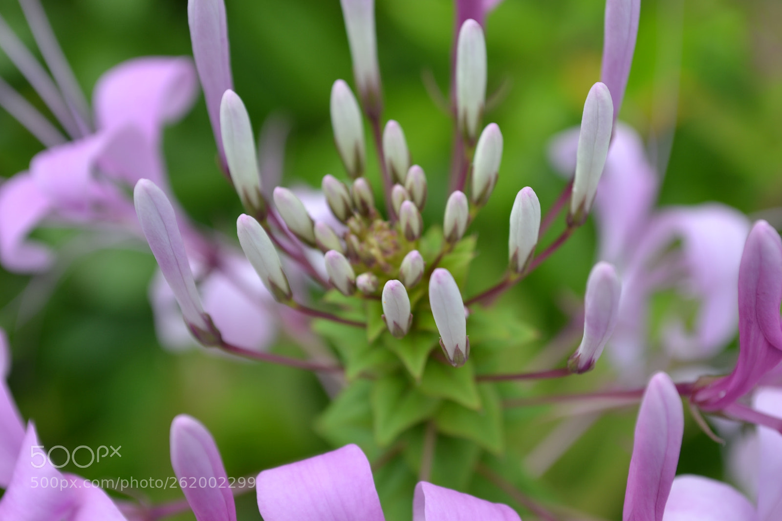 Nikon D3100 sample photo. Flower2 photography