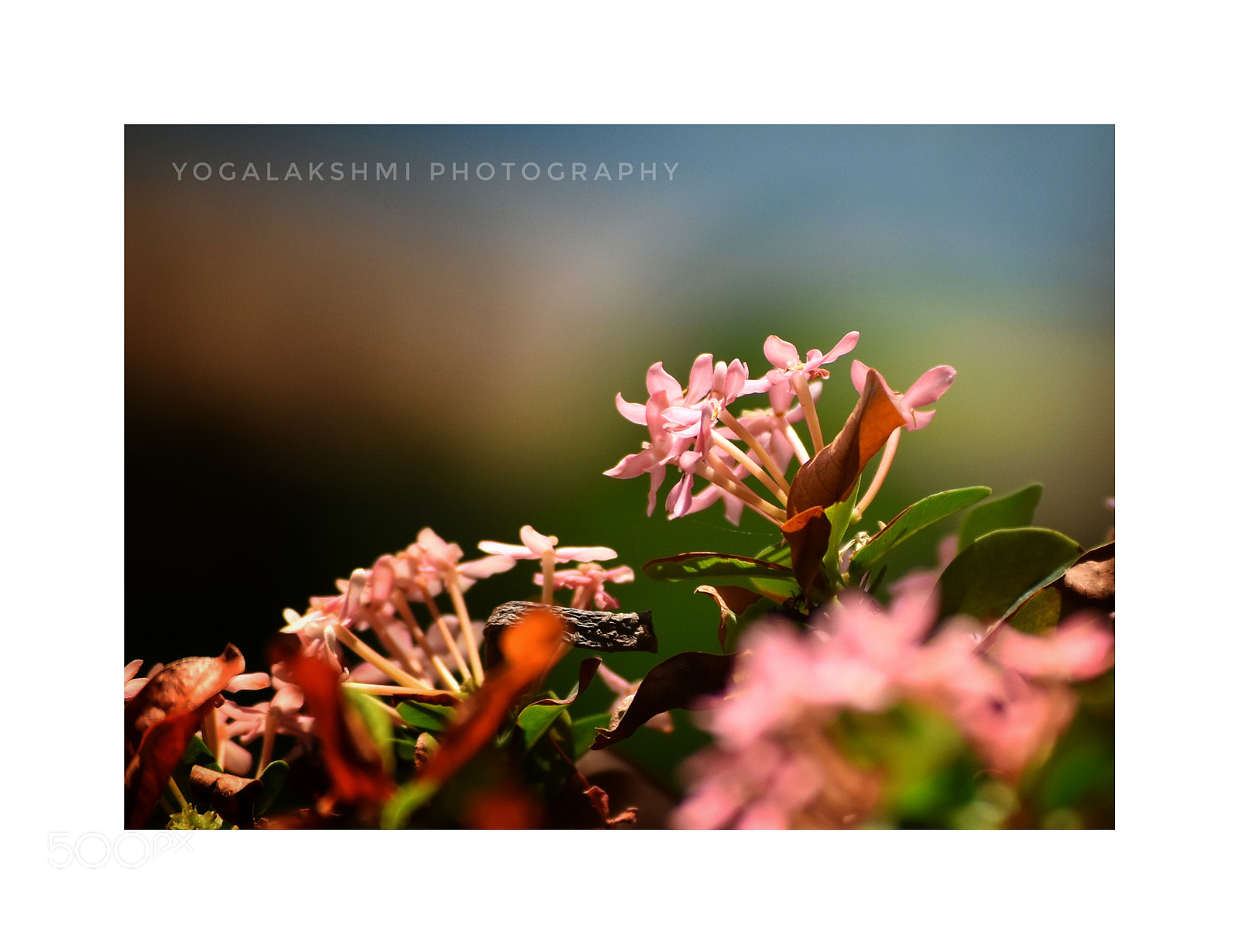 Nikon D3400 sample photo. Flowers photography