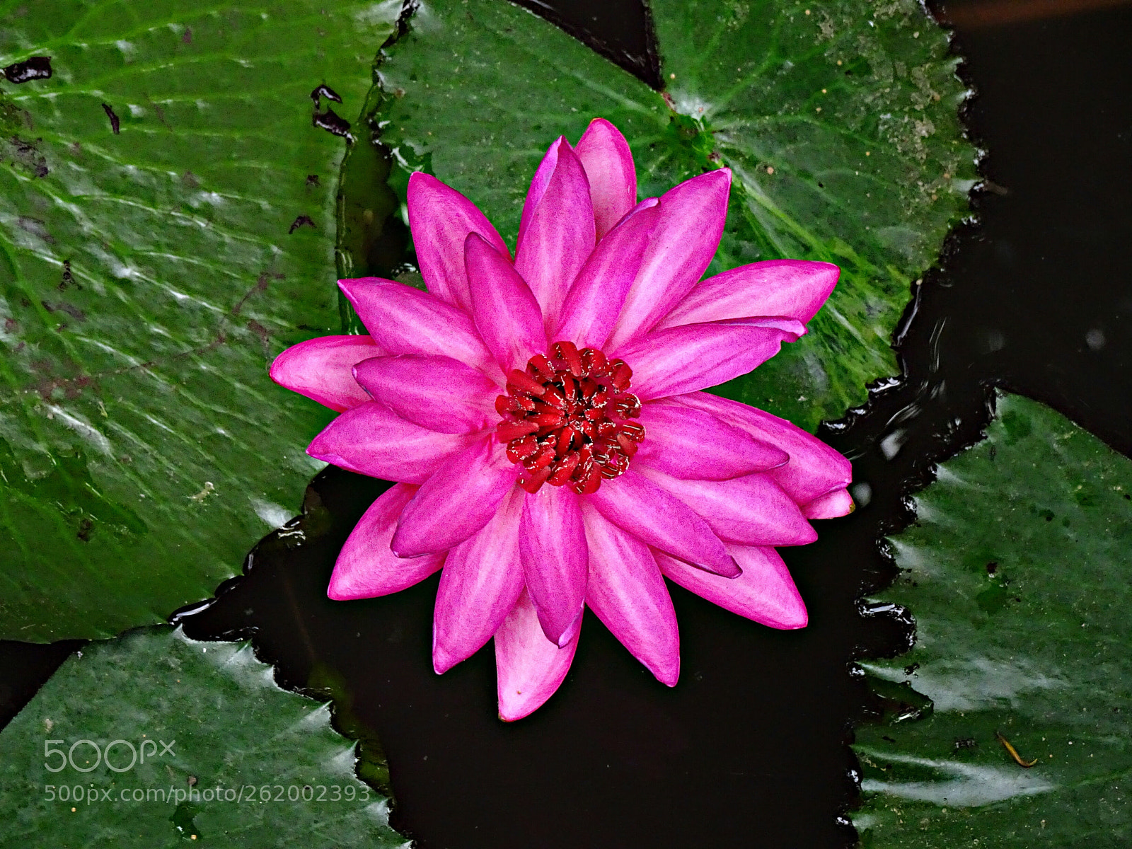 Sony Cyber-shot DSC-HX90V sample photo. Water lily photography