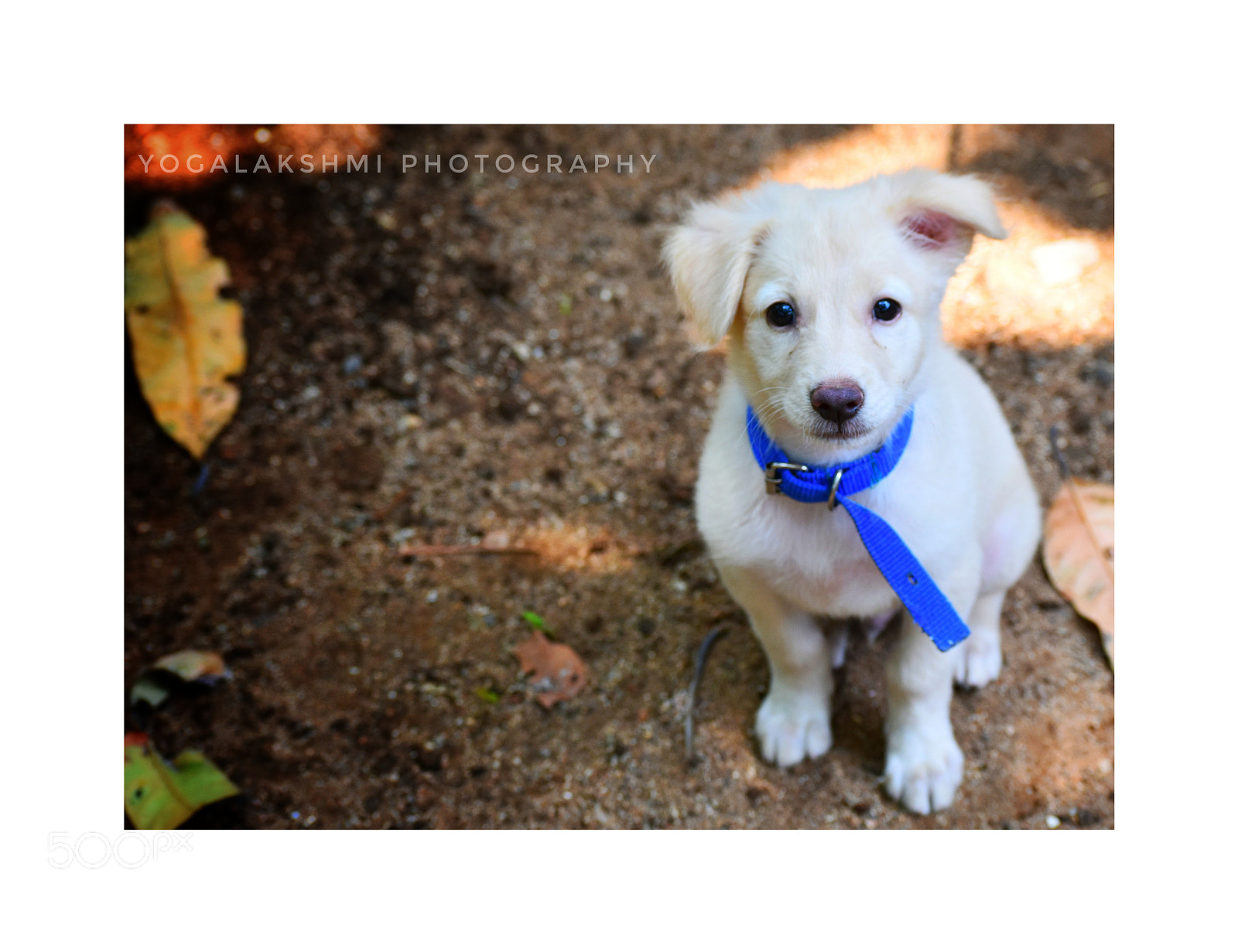 Nikon D3400 sample photo. Dog photography