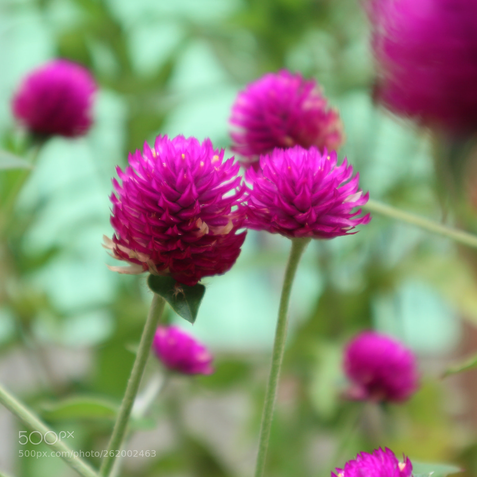 Canon EOS M10 sample photo. Little flower photography