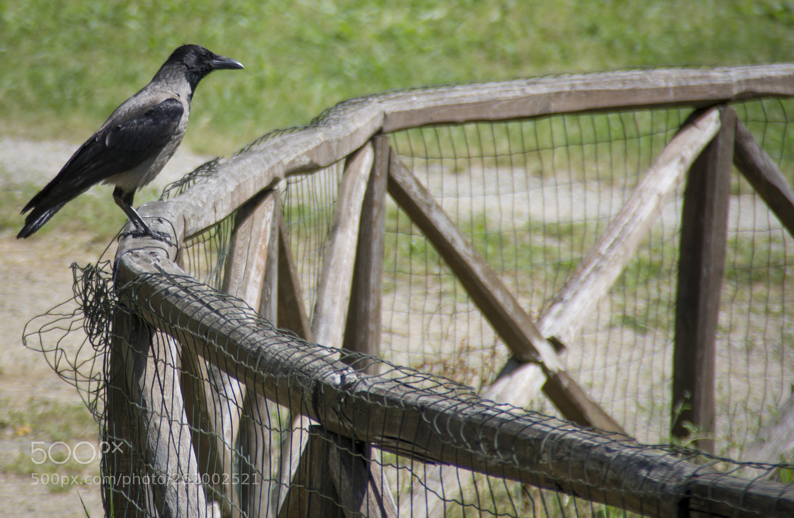Pentax K-r sample photo. Il corvo photography