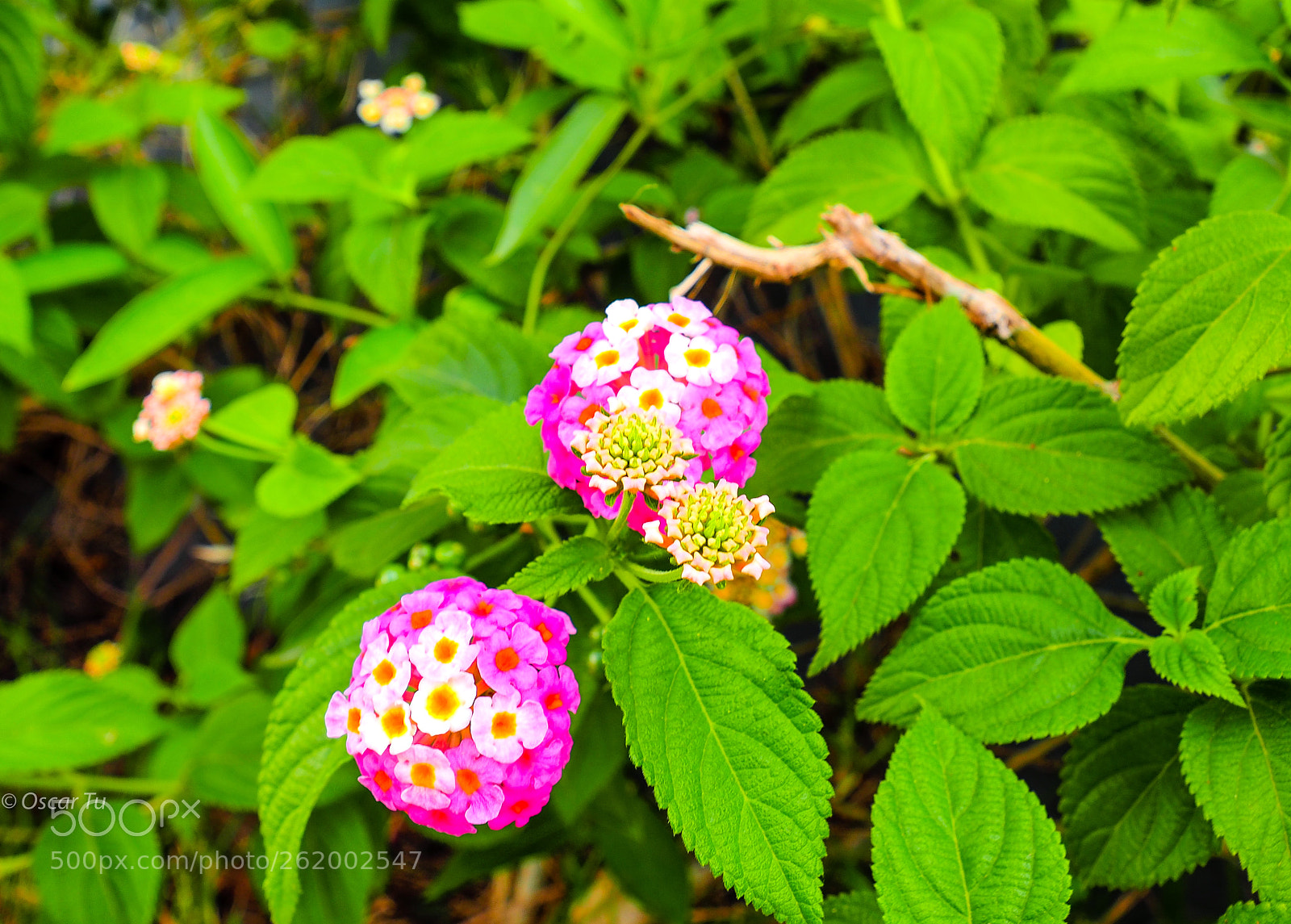 Olympus OM-D E-M1 Mark II sample photo. Untitled photography