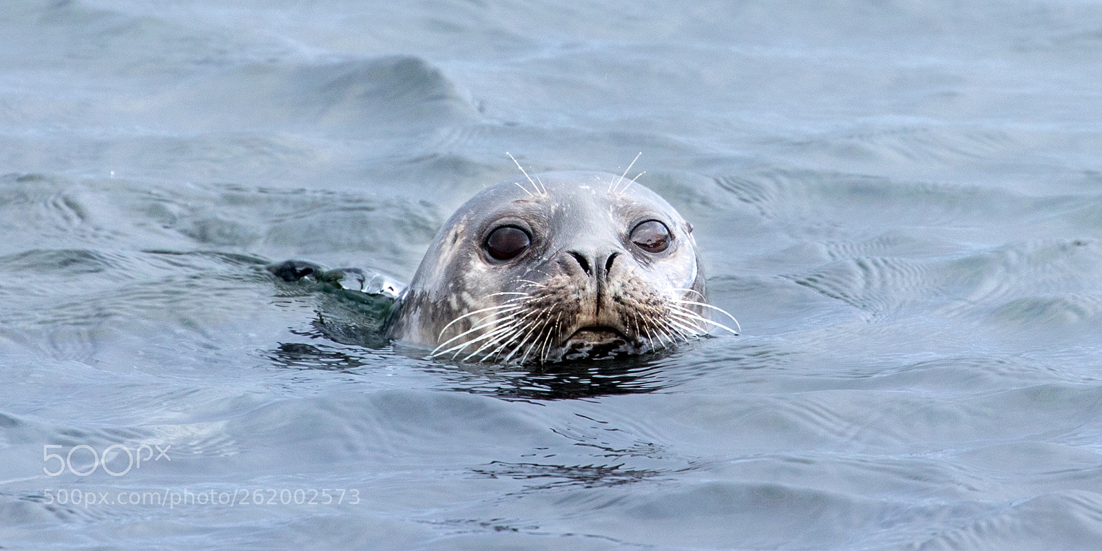 Canon EOS 5D Mark IV sample photo. Seal, iceland photography