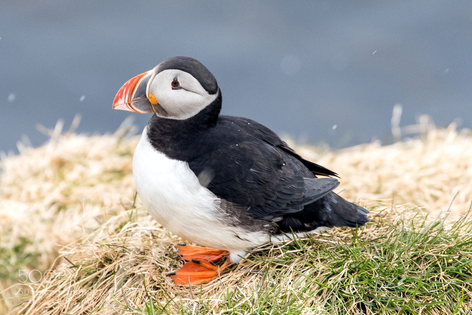 Canon EOS 5D Mark IV sample photo. Puffin, iceland photography