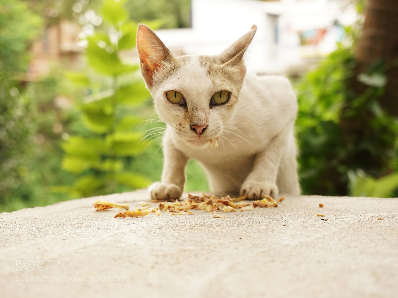 Sony a6000 sample photo. Dsc photography