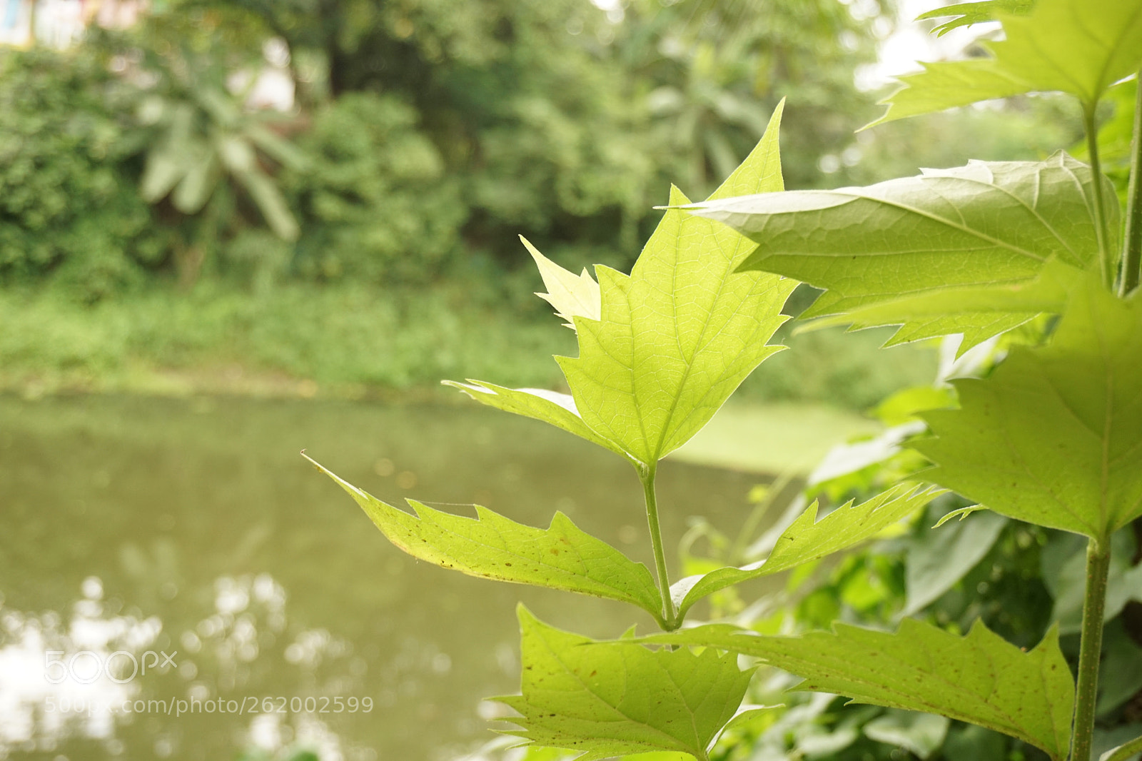 Sony E 18-50mm F4-5.6 sample photo. Dsc photography