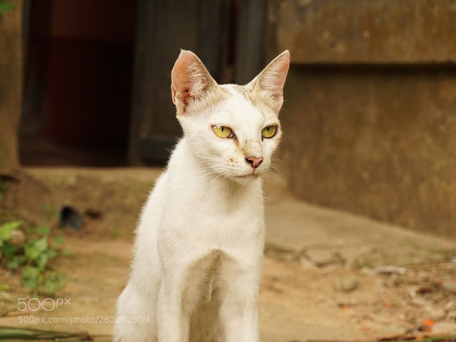 Sony a6000 sample photo. Dsc photography