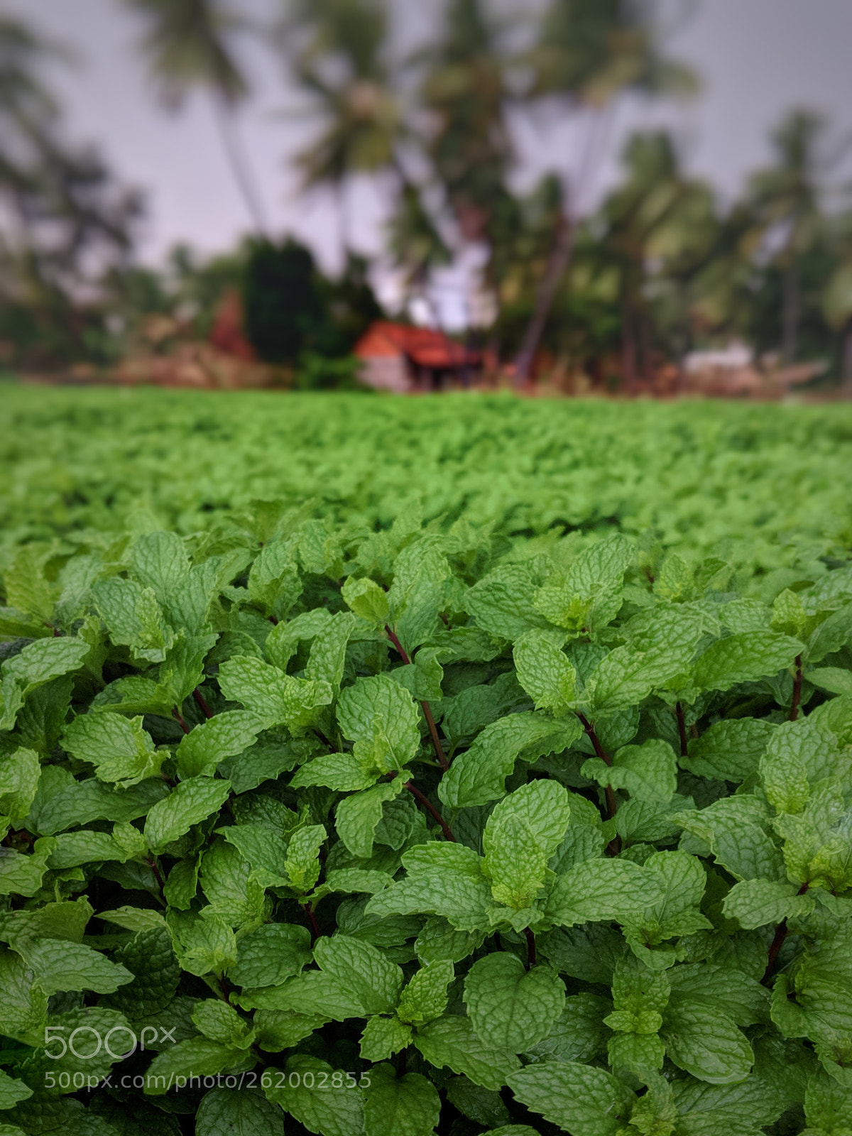 Google Pixel 2 sample photo. Refreshing ❤️ photography