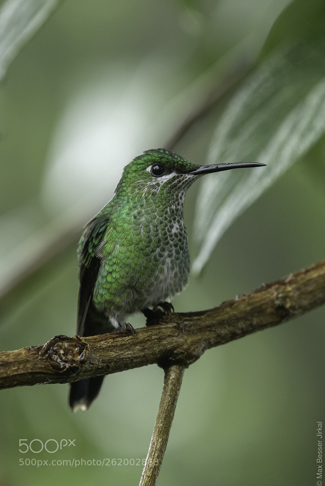 Nikon D850 sample photo. Costa rica photography
