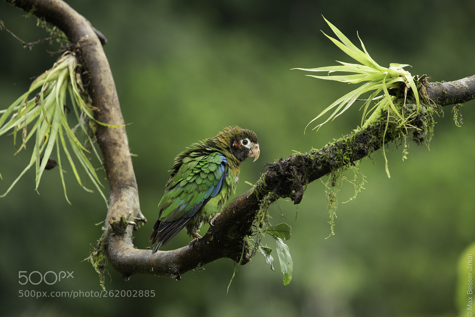 Nikon D850 sample photo. Costa rica photography