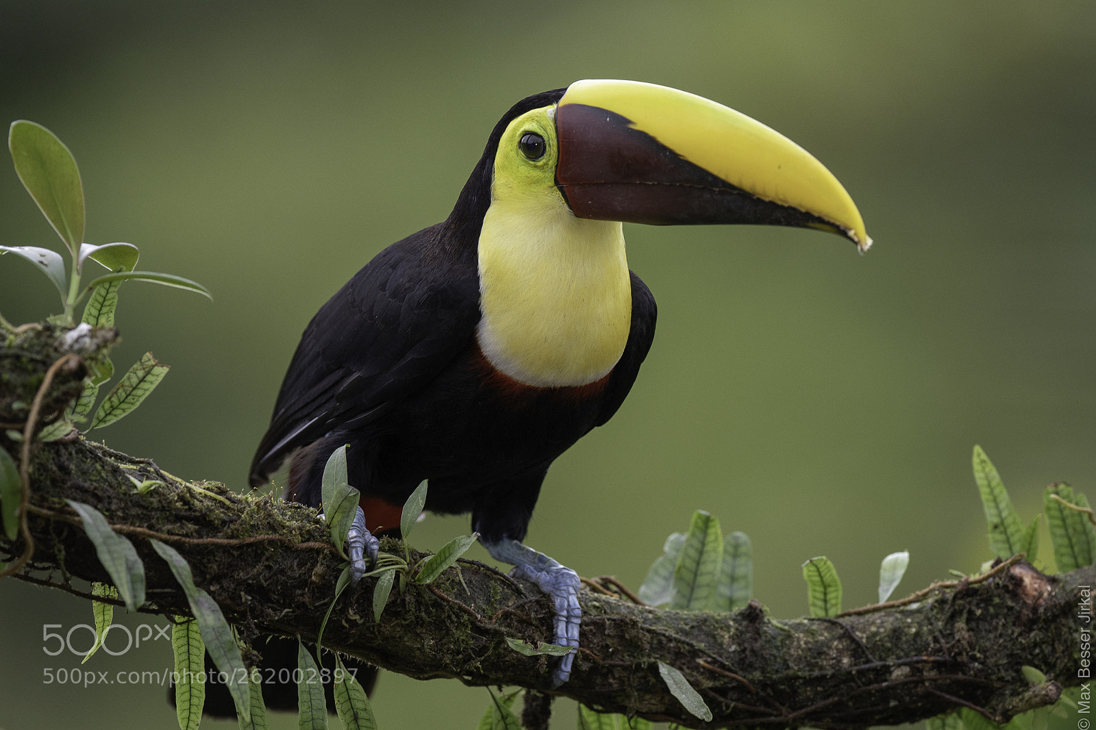 Nikon D500 sample photo. Costa rica photography