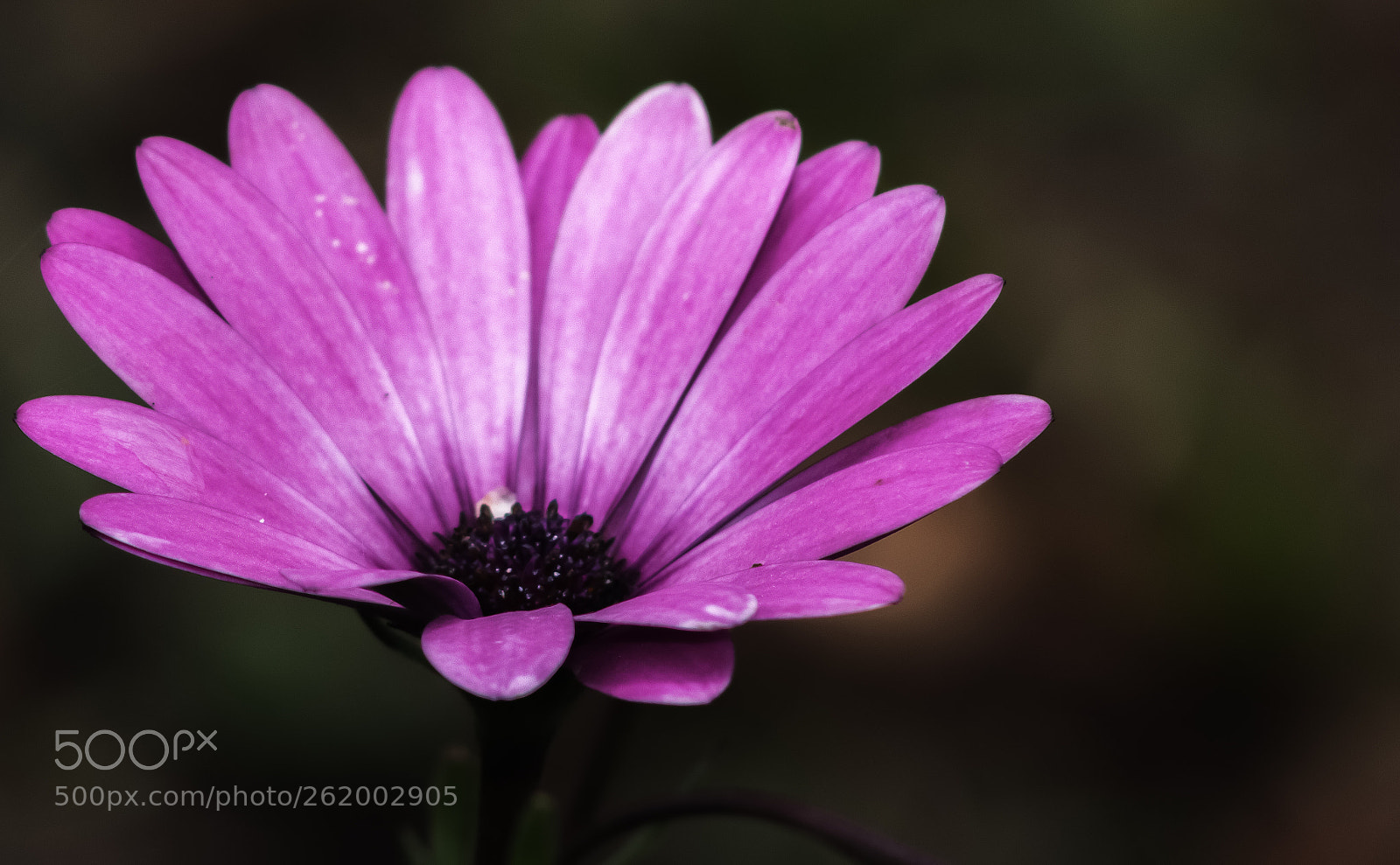 Canon EOS 750D (EOS Rebel T6i / EOS Kiss X8i) sample photo. Margarita photography