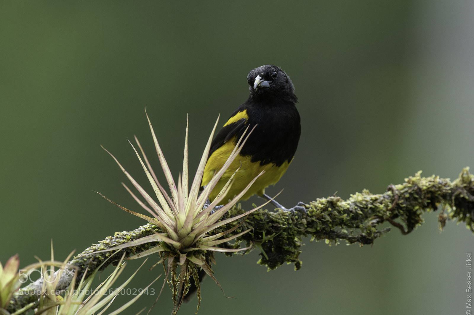 Nikon D850 sample photo. Costa rica photography