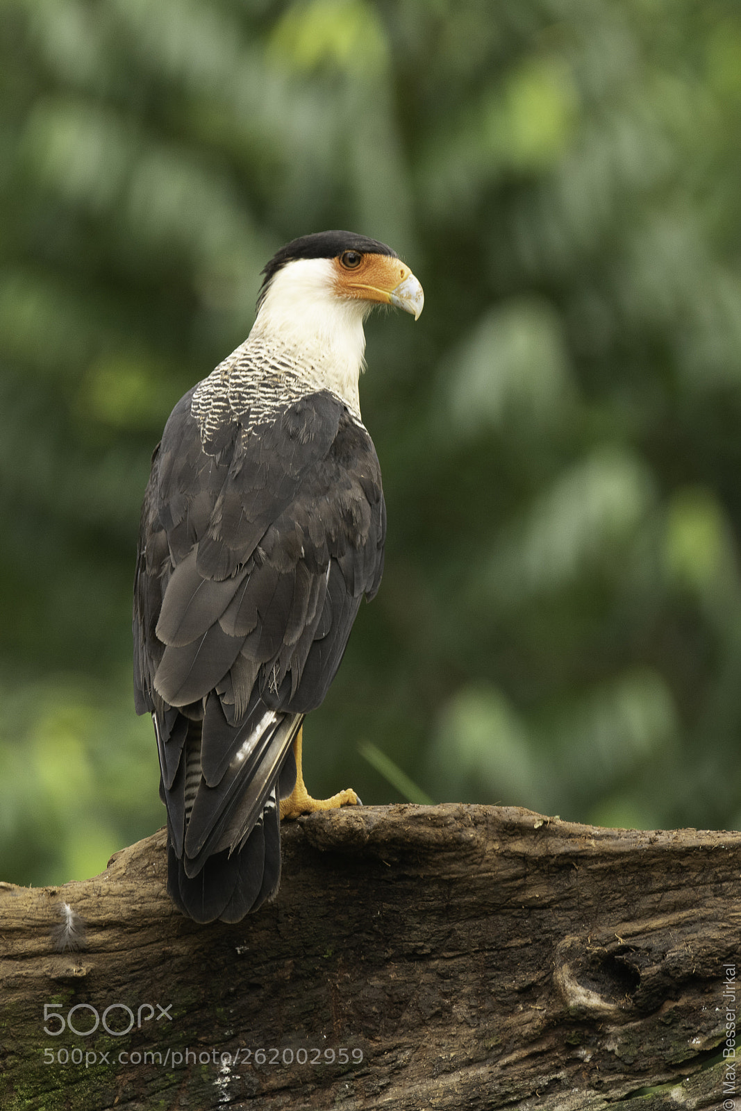 Nikon D850 sample photo. Costa rica photography