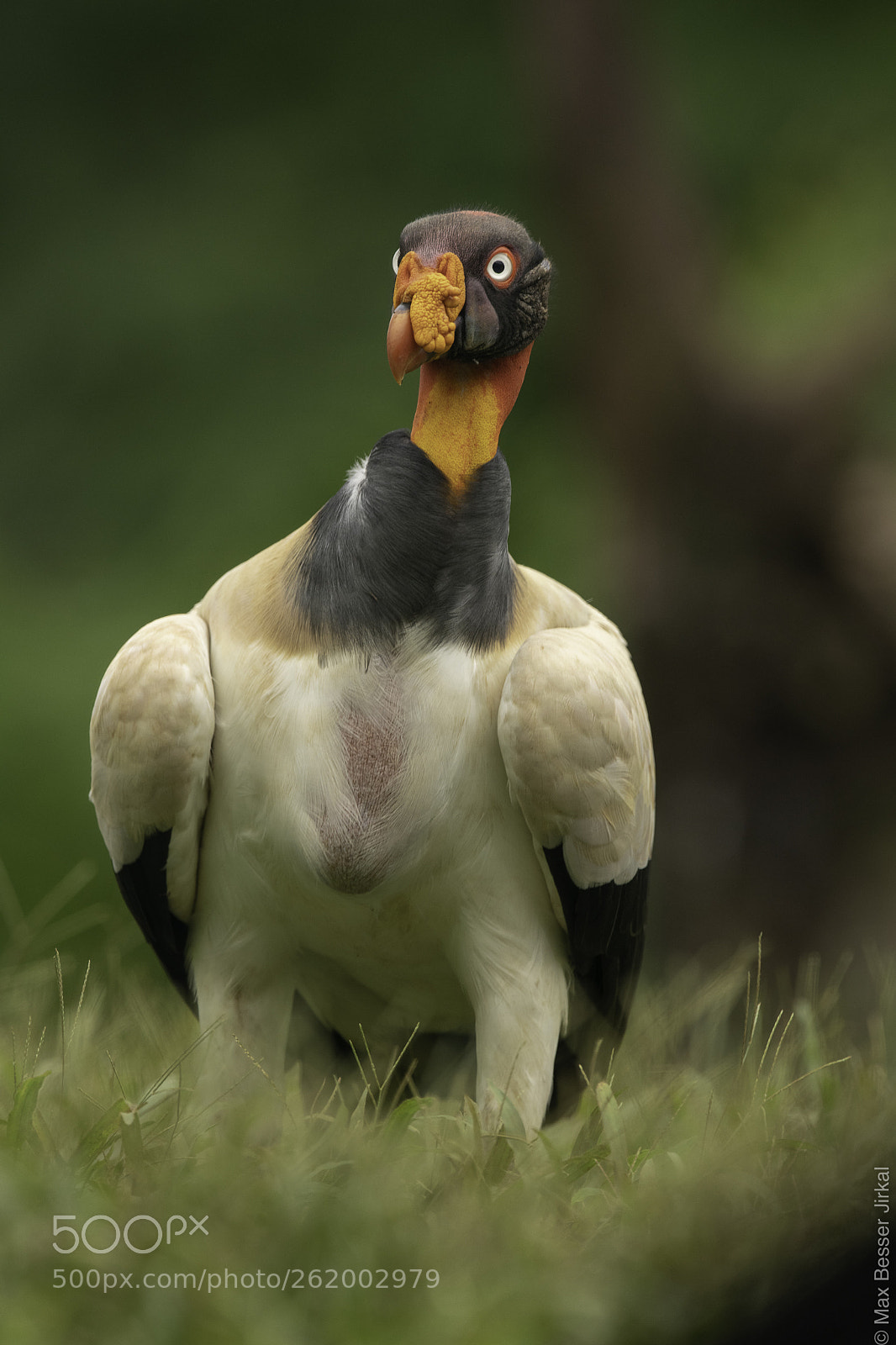 Nikon D850 sample photo. Costa rica photography