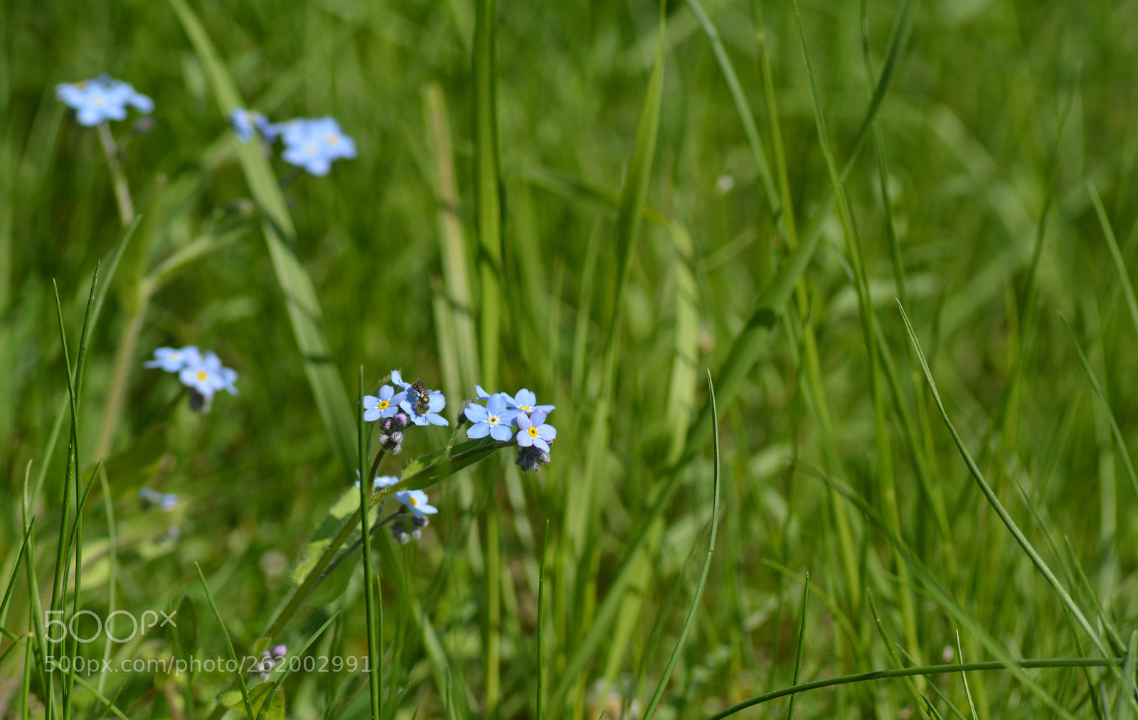 Nikon D5200 sample photo. ... photography