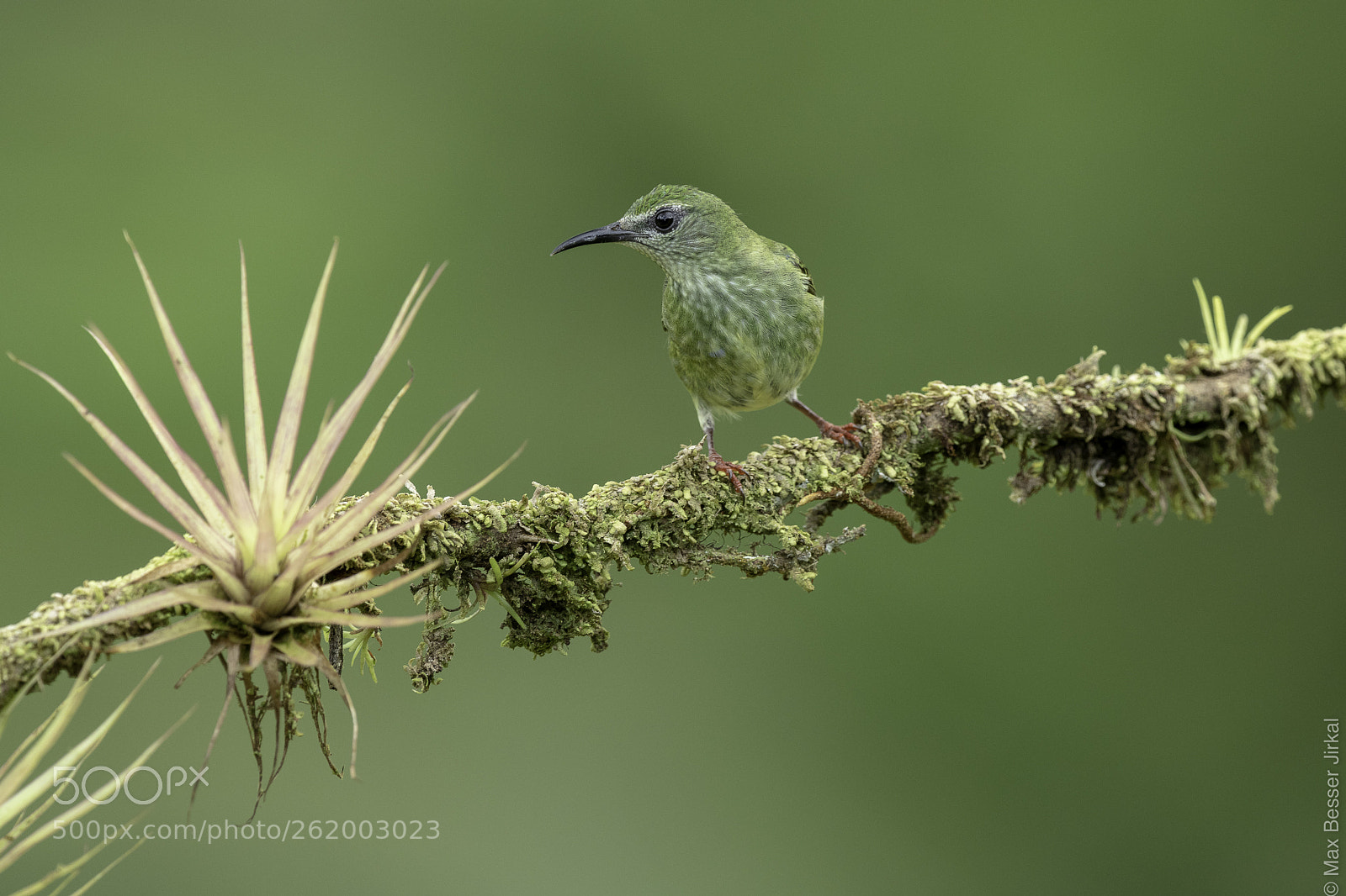 Nikon D850 sample photo. Costa rica photography