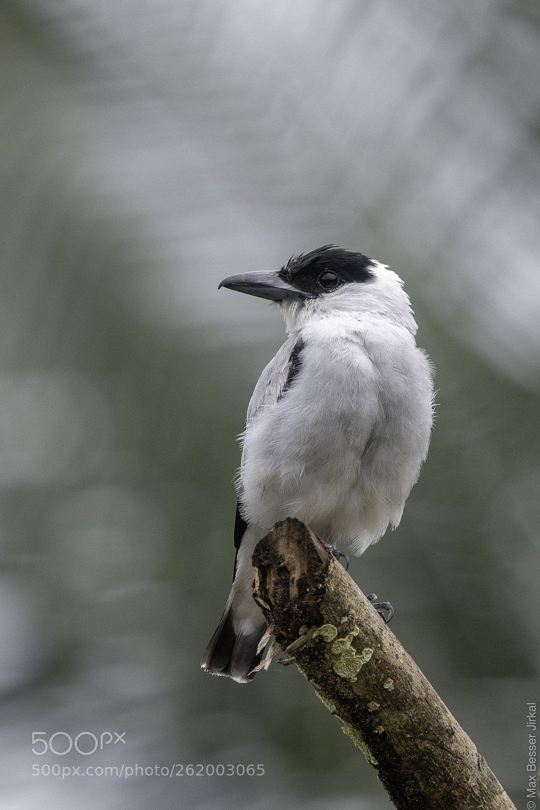 Nikon D500 sample photo. Costa rica photography